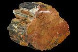 Colorful, Polished Petrified Wood Section - Arizona #129529-2